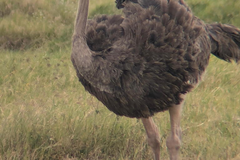 Arusha: 4 giorni di safari nel Serengeti e nel cratere Ngorongoro