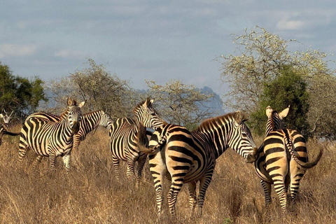 Nairobi: 4 Days epic trip to Amboseli, Tsavo West & East