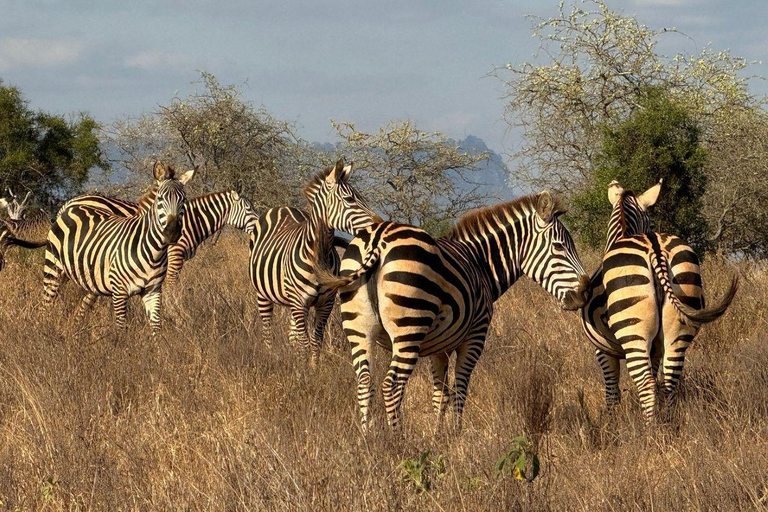 Nairobi: 4 Days epic trip to Amboseli, Tsavo West & East