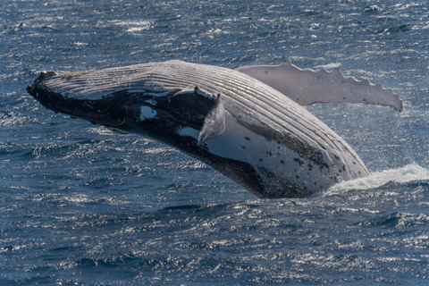 Observation des baleines à Hermanus instagram, visite en groupe au départ du Cap.