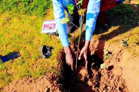 Nairobi: Tree Planting Experience with Hotel Pickup