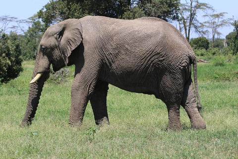 Nairobi: Ol Pejeta Conservancy Day Trip with Game Drives