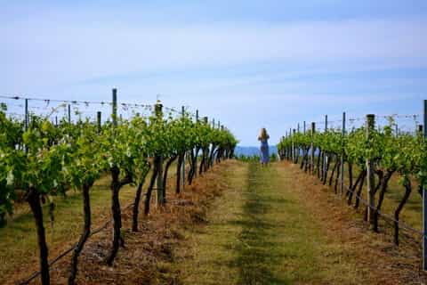 Hunter Valley Winery, Wine Making & Lunch Tour from Sydney
