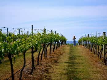 Ab Sydney: Hunter Valley Weintour mit Mittagessen Ab Sydney: Hunter Valley Weintour mit Mittagessen