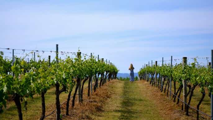 hunter valley winery vinification et déjeuner de sydney