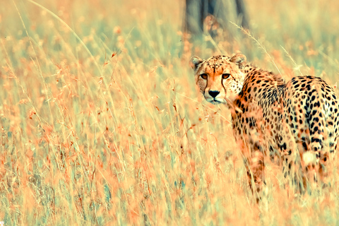 Vanuit Johannesburg: Cheetah Tour