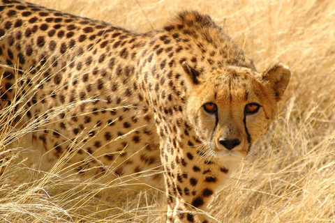 Vanuit Johannesburg: Cheetah Tour