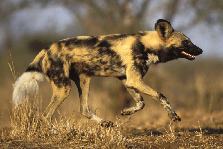 Vanuit Johannesburg: Cheetah Tour