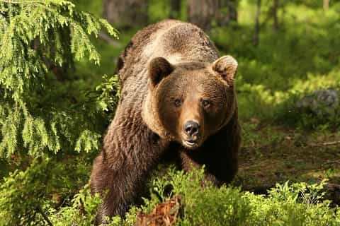 Brown Bears and Dracula's Castle in Transylvania