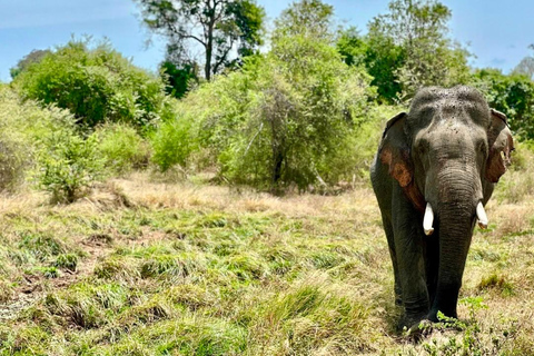 Private Udawalawe Safari & Lakeside Nature Break