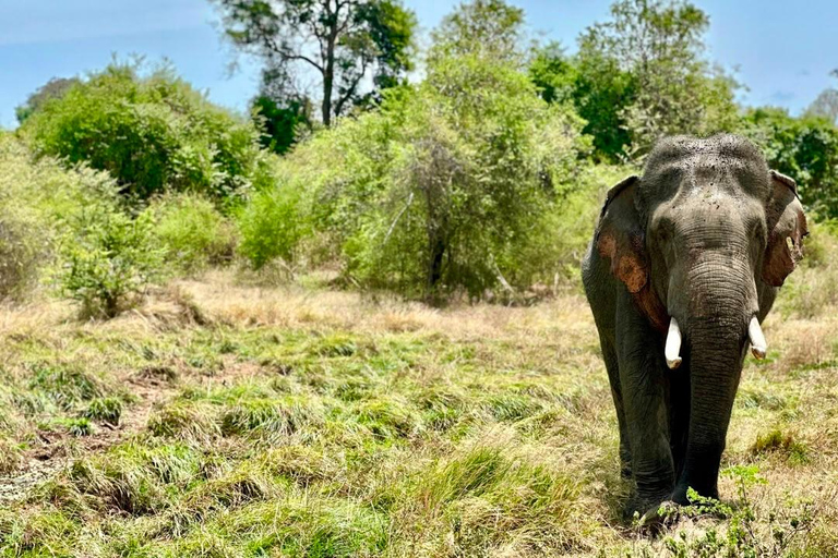 Private Udawalawe Safari & Lakeside Nature Break