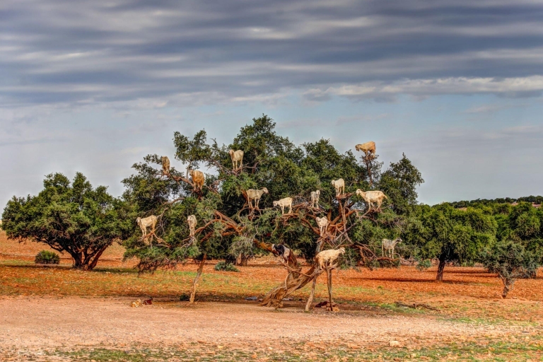 Agadir : Chèvre sur les arbres et parc aux crocodiles avec prise en charge à l'hôtel