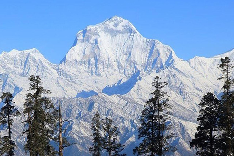 Hidden Himalayas: 8-Day Mohare Danda Trek via Nagi Village