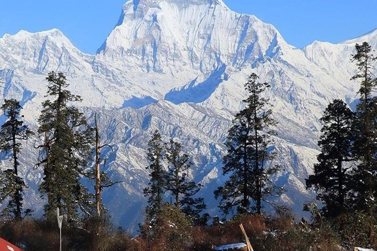 Hidden Himalayas: 8-Day Mohare Danda Trek via Nagi Village