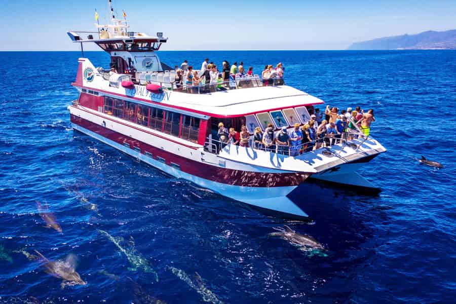 Costa Adeje: Wal- und Delfin-Tour mit Unterwasser-Aussicht. Foto: GetYourGuide