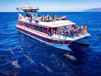 Costa Adeje: tour con ballenas, delfines y vistas submarinas