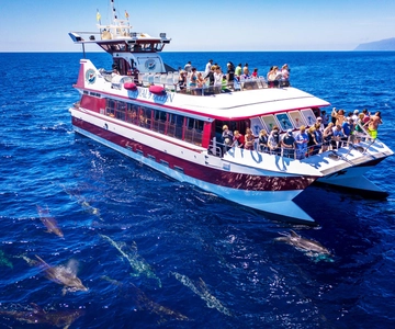 Costa Adeje: Whale & Dolphin Submarine Vision Mini Cruise