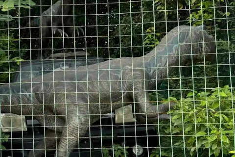 Shanghai: Baoshan Gucun Park and Dinosaur Park Entry Ticket Gucun Park ticket + Dinosaur Park ticket