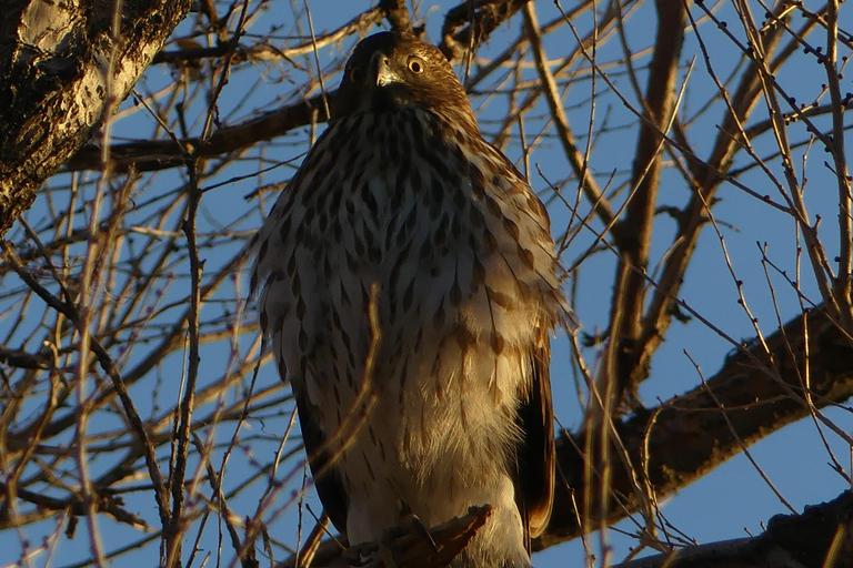 Denver: Crown Hill Park Birdwatching Tour with Lunch
