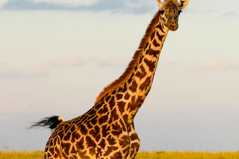 Nairobi Park Safari, Sheldrick's Orphanage & Giraffe Center Shared Drive in Open-Roof Van Game Drive