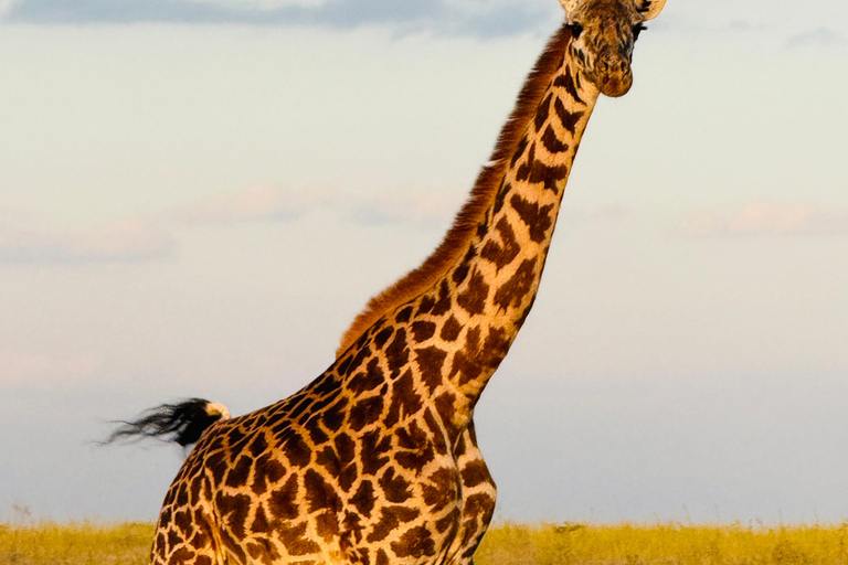 Nairobi Park Safari, Sheldrick's Orphanage & Giraffe Center Shared Drive in Open-Roof Van Game Drive