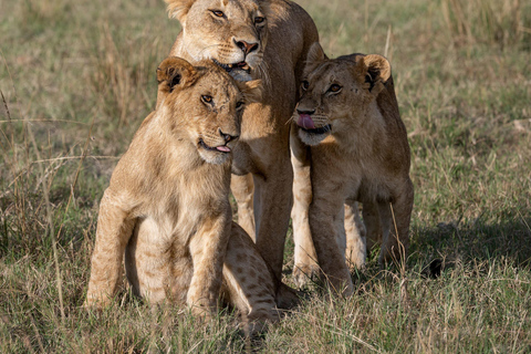 Nairobi: Safari de 3 dias em Maasai Mara com alojamento.AW