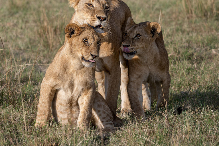 Nairobi: Safari de 3 dias em Maasai Mara com alojamento.AW