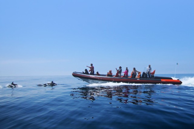 Visit Dolphin Safari and Cave Tour in Vilamoura in Loulé, Portugal