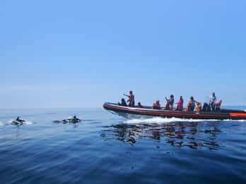 Dolphin Safari and Cave Tour in Vilamoura