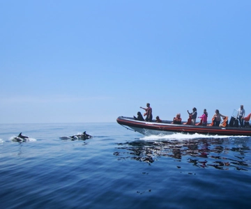 Dolphin Safari and Cave Tour in Vilamoura