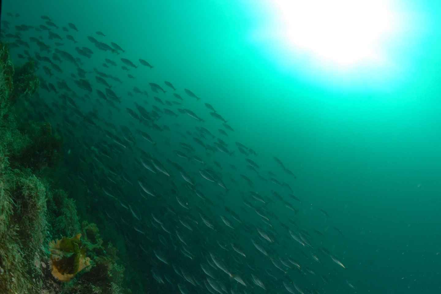 Lofoten: Unique Winter Snorkeling Experience