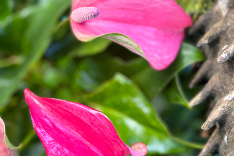 Barbados: Hunte's Gardens Transport and Entry Ticket