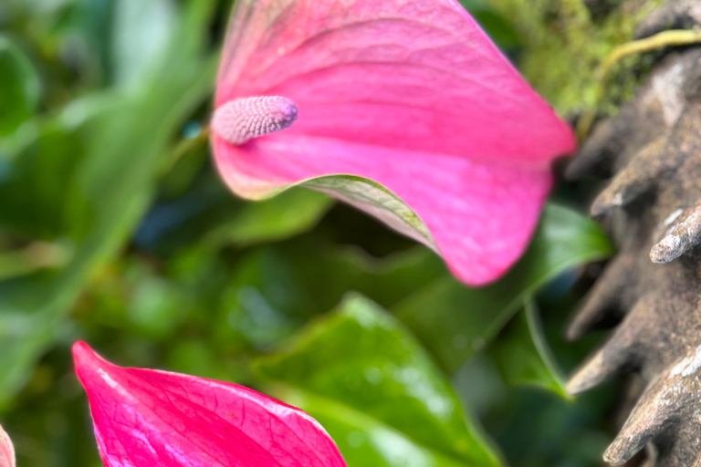 Barbados: Hunte's Gardens Transport and Entry Ticket