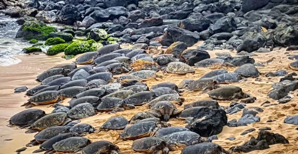 From Lahaina, Maui: Road to Hana Tour