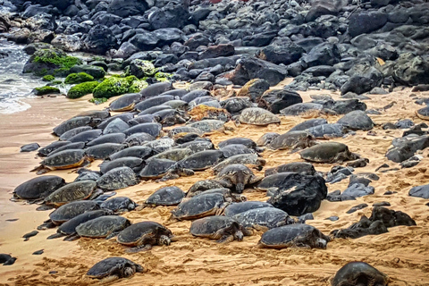 From Lahaina, Maui: Road to Hana Tour