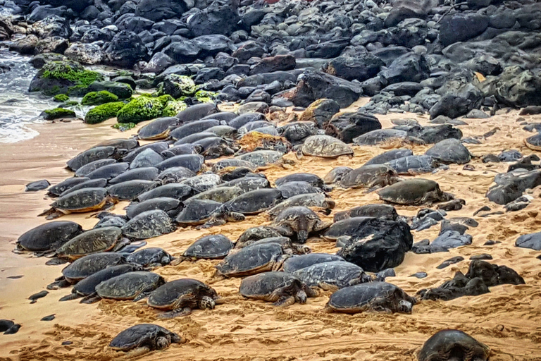 From Lahaina, Maui: Road to Hana Tour