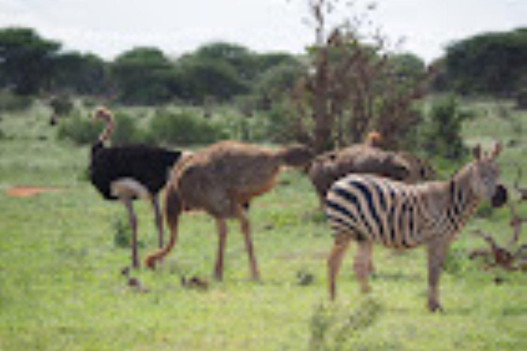 Mombasa: 3-tägige Safari im Tsavo Ost- und West-Nationalpark