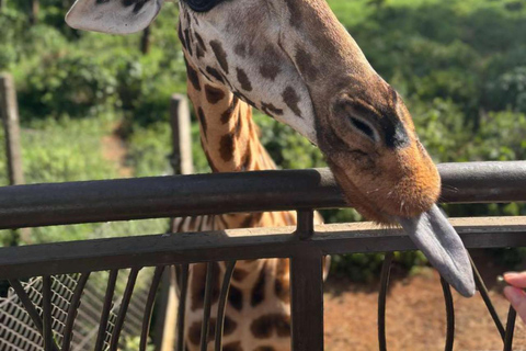Nairobi: Giraffe Encounter With Feeding Experience
