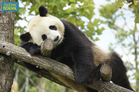 ZooParc de Beauval: Day Admission Ticket