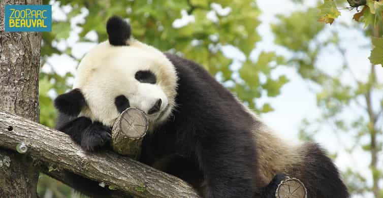 ZooParc de Beauval: Day Admission Ticket