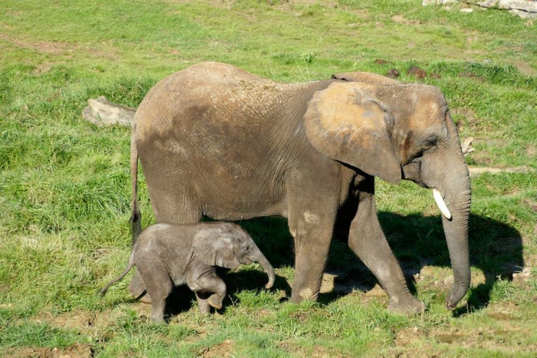 ZooParc de Beauval: Day Admission Ticket