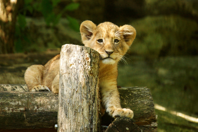 ZooParc de Beauval: Day Admission Ticket