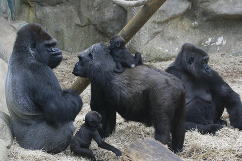 ZooParc de Beauval: Day Admission Ticket