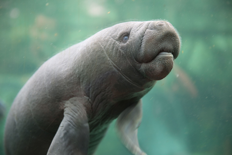 ZooParc de Beauval: Day Admission Ticket