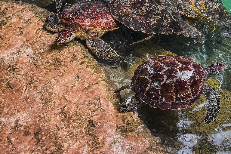 Sansibar: Insel Mnemba, Turles schwimmen mit Kendwa Strand
