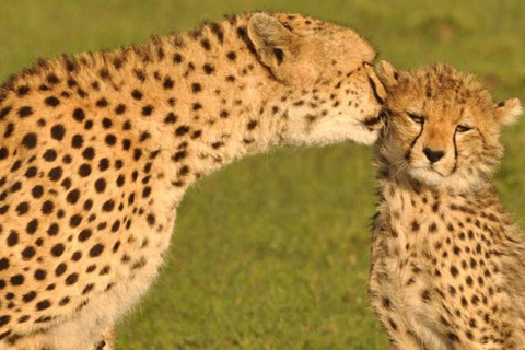 Nairobi: Meru National Park 3-dagars privat safari tur