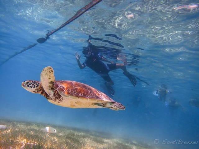 Visit Turtles and Cenotes Tour in Tulum