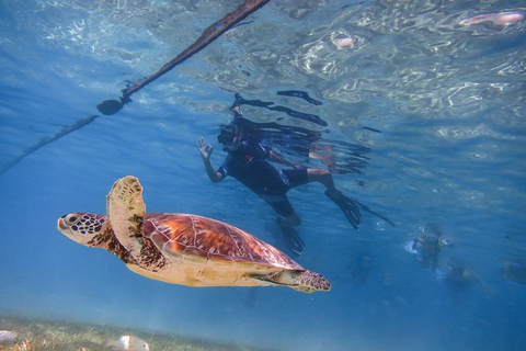 Depuis Cancún : nage avec les tortues et visite des cénotesDepuis Cancún : nage avec les tortues et cénotes, après-midi