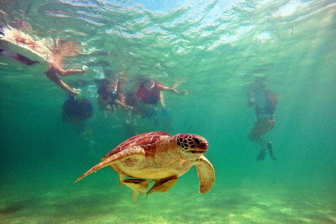 Vanuit Cancun: uitstap schildpadden en cenotesVanuit Cancun: uitstap schildpadden en cenotes in de middag