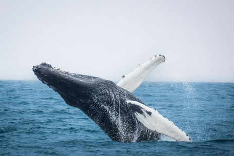 Húsavík: Whale Watching Tour with Heated Indoor Seating